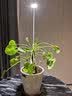 三思京东集采JC系列全植物补光灯仿太阳全光谱 植物灯 盆栽夹子灯-7W 实拍图