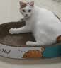 疯狂的主人猫抓板窝超大号猫玩具猫爪板猫抓盆不掉屑猫窝碗形圆形瓦楞纸 实拍图