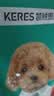 凯锐思幼犬粮 通用中大型小型犬4-12个月泰迪比熊柯基狗粮2kg 实拍图