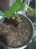 玫瑰花苗老桩绿植物盆栽月季蔷薇老根室内外阳台庭院特大花卉四季 31卡罗拉（老桩苗四季开花） 实拍图