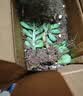 多肉植物精选随机一款多肉好养易活桌面绿植1 一颗随机品种多肉植物 实拍图