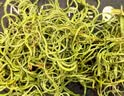 南京同仁堂金装肾精草60g黄金草嗷嗷叫正宗东北长白山化石草男士滋补养生茶 实拍图