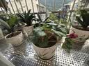 仙客来盆栽带花特大号兔子花卉植物室内重瓣蝴蝶兰四季开花好养苗 【精品原盆】大花鸿运当头 仙客来（开花爆满） 实拍图