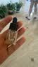 蘭（LAN）【先试后买】兰气泡油2.0Pro精华油清爽修护抗皱紧致 试用装3ml 实拍图