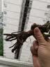 玫瑰花苗老桩绿植物盆栽月季蔷薇老根室内外阳台庭院特大花卉四季 2红玫瑰（老桩苗四季开花） 实拍图