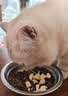 伟嘉猫粮成猫全价猫粮亮毛蓝猫均衡营养10kg海洋鱼夹心粮【原料透明】 实拍图