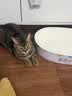 皇家猫粮 成猫猫粮 去毛球 IH34 通用粮 12月以上 2KG 实拍图