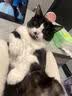 好主人金装好主人猫粮2.0 成猫幼猫蓝猫英短通用全价无谷冻干 【京仓试吃】金装成猫粮400g 实拍图