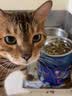 朗仕猫粮成猫幼猫全价通用冻干鲜肉猫粮 【全猫通用】鲜肉猫粮1.5kg*7包 实拍图