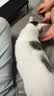 皇家猫粮 幼猫猫粮 幼猫奶糕 K36 通用粮 4-12月 4.5KG 实拍图