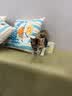 皇家猫粮 幼猫猫粮 幼猫专用 K36 通用粮 4-12月 400g 实拍图