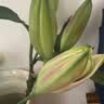 粉白色百合9朵（3-4枝花苞发货） 教师节礼物送老师 晒单实拍图