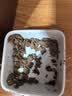 伟嘉主食猫罐头软包 猫主食餐包湿粮 进口成猫妙鲜包85g*36混合味 实拍图