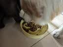 冠能狗粮大中型犬成犬狗粮2.5kg 全价狗粮 稳固免疫  实拍图