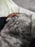 皇家猫粮 美短成猫粮 ASA31 通用粮 12月以上 2KG 实拍图