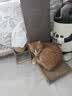 疯狂的主人猫抓板窝立式贴墙耐磨不掉屑特大号猫窝沙发猫咪玩具磨爪瓦楞纸 实拍图