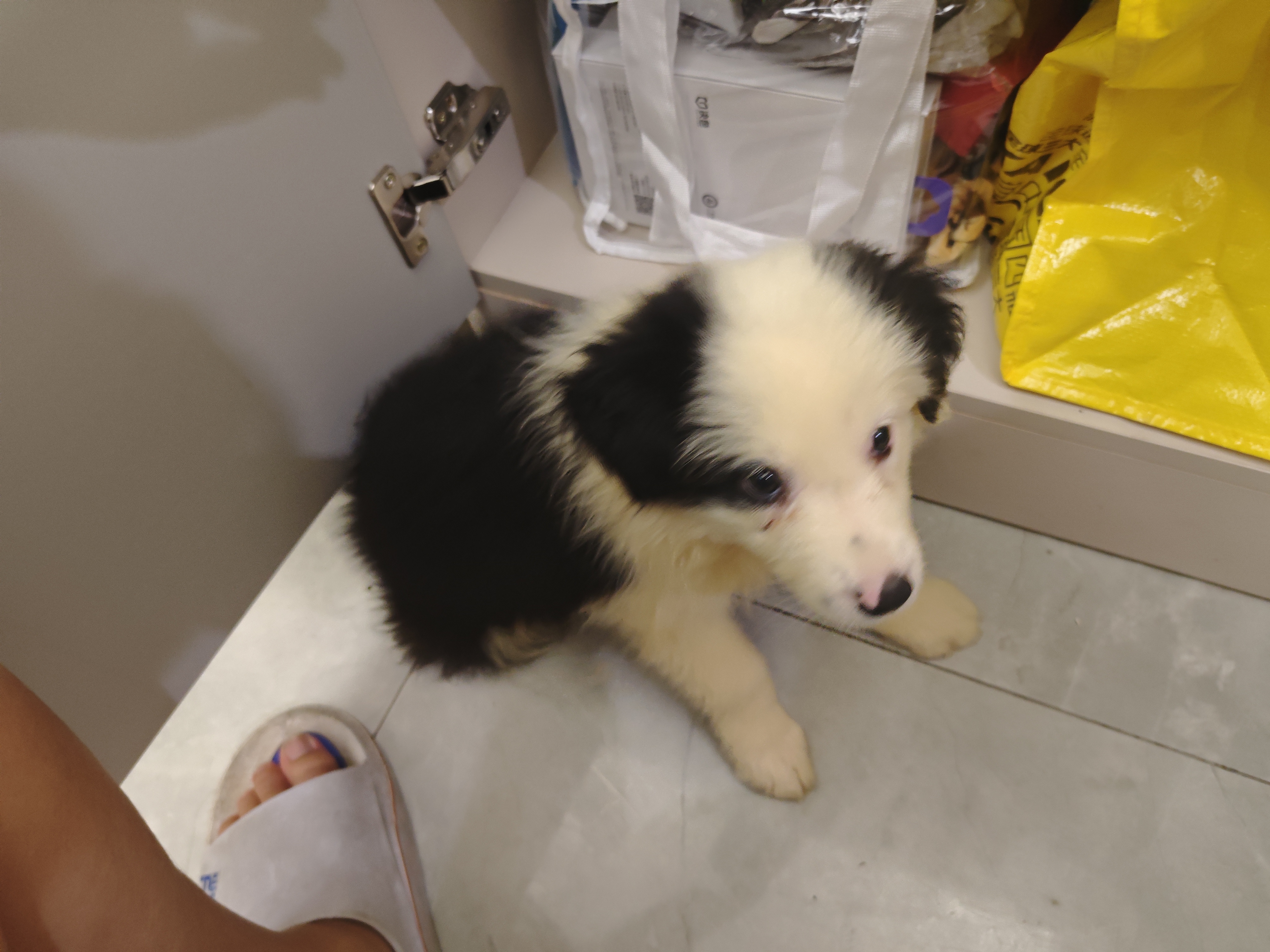 伯纳天纯狗粮中大型犬全价成年犬粮17kg羊肉蔓越莓味囤货装 实拍图