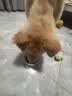 麦富迪狗粮 藻趣儿狗粮成犬粮牛肉螺旋藻 均衡营养2.5kg 实拍图