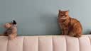 伟嘉成猫猫粮 夹心粮10kg牛肉味全价猫粮 实拍图