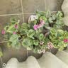 仙客来盆栽带花特大号兔子花卉植物室内重瓣蝴蝶兰四季开花好养苗 【5盆特惠】随机不同品种 仙客来5盆 实拍图
