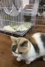 贝初众猫笼子猫咪折叠猫笼家用猫笼子双层大号猫屋宠物笼带厕所一体大猫 60*42*50cm【双层】幼猫大空间 【折叠免安装】豪华大空间/带厕所 加粗加密/真材实料 实拍图