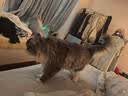 雅礼颂猫咪零食冻干三文鱼块100g营养丰富磨牙猫犬训练奖励宠物食品 实拍图