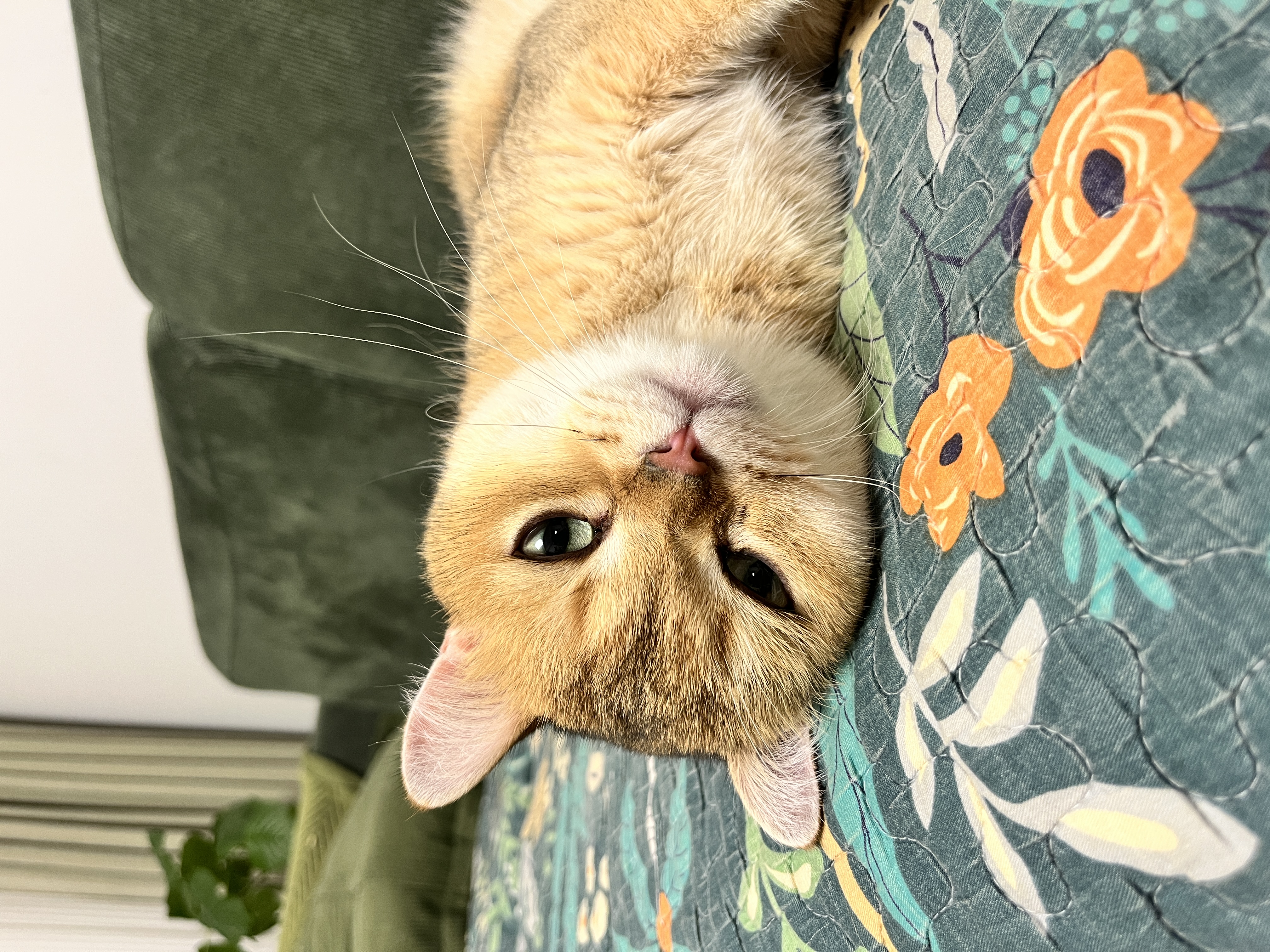 冠能猫粮成猫猫粮鸡肉味2.5kg+全价猫粮成猫三文鱼味2.5kg 混合口味 实拍图