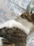 领先成猫尝鲜礼包主食级烘焙猫粮猫条餐盒汤包（新老款随机发货） 实拍图