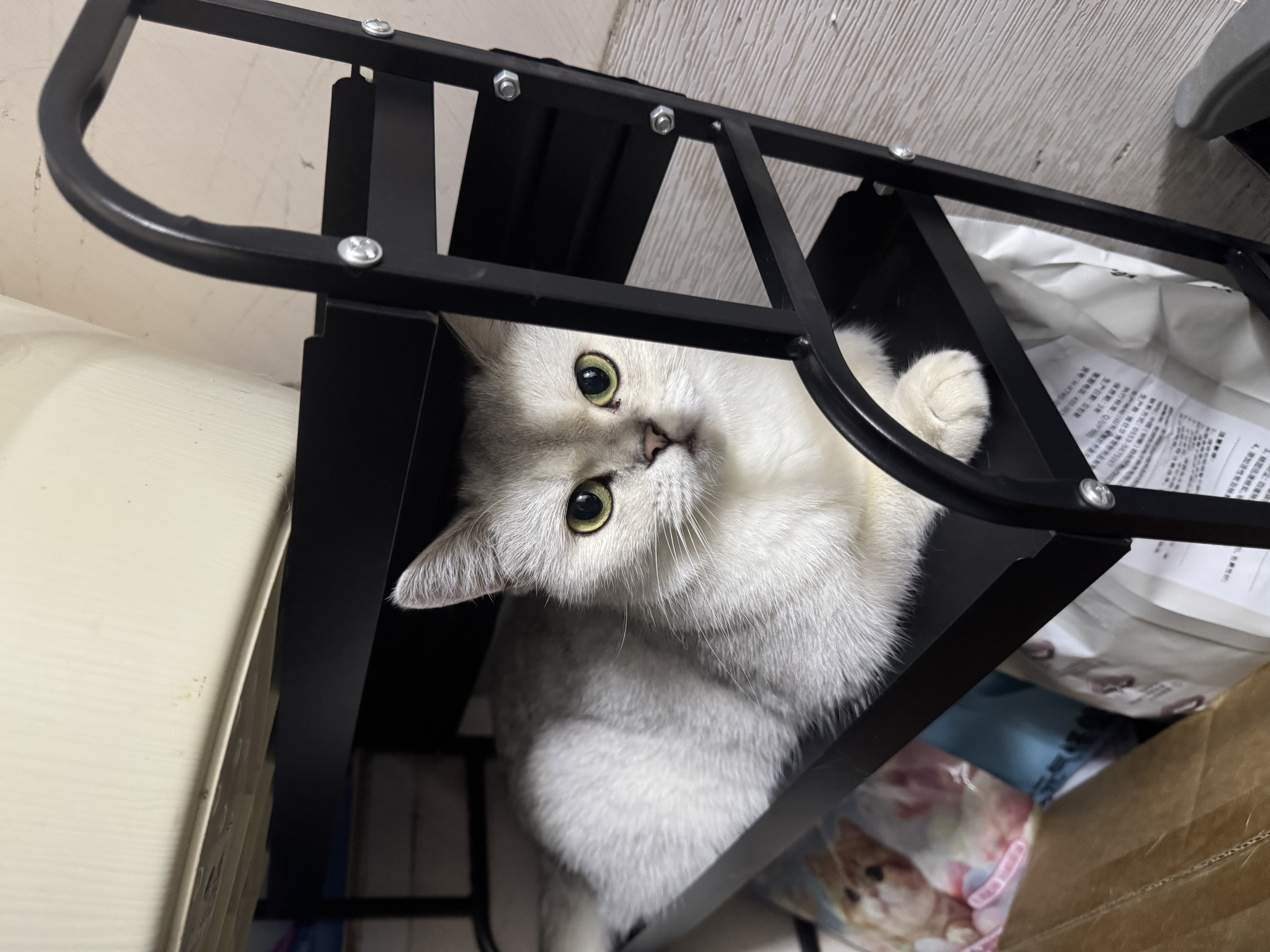 自然光环Halo猫粮成猫【新品】纯鲜肉增肥美毛护肤成猫粮鸡肉味试吃装50g 实拍图