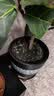 史丹利磷酸二氢钾花肥钾肥花卉专用水溶液叶面肥农用磷钾肥叶面肥2斤 实拍图