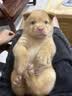 普安特宠物狗狗驱虫药犬体内外同驱跳蚤犬虱非泼罗尼爱滴克+内驱 实拍图