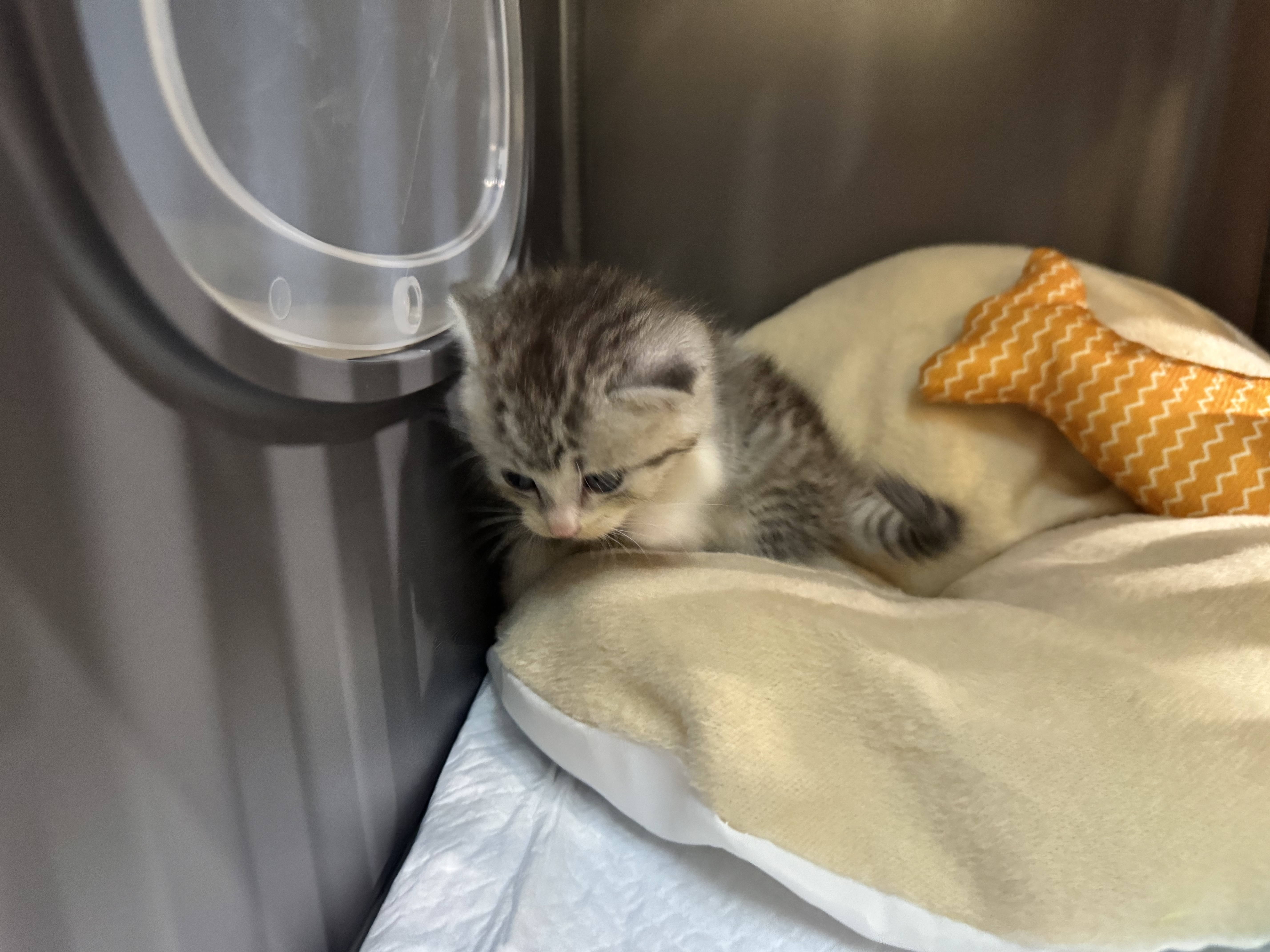 蔻丝猫笼子带厕所一体大猫透明猫别墅猫窝大号家用猫柜承重升级带猫草 实拍图