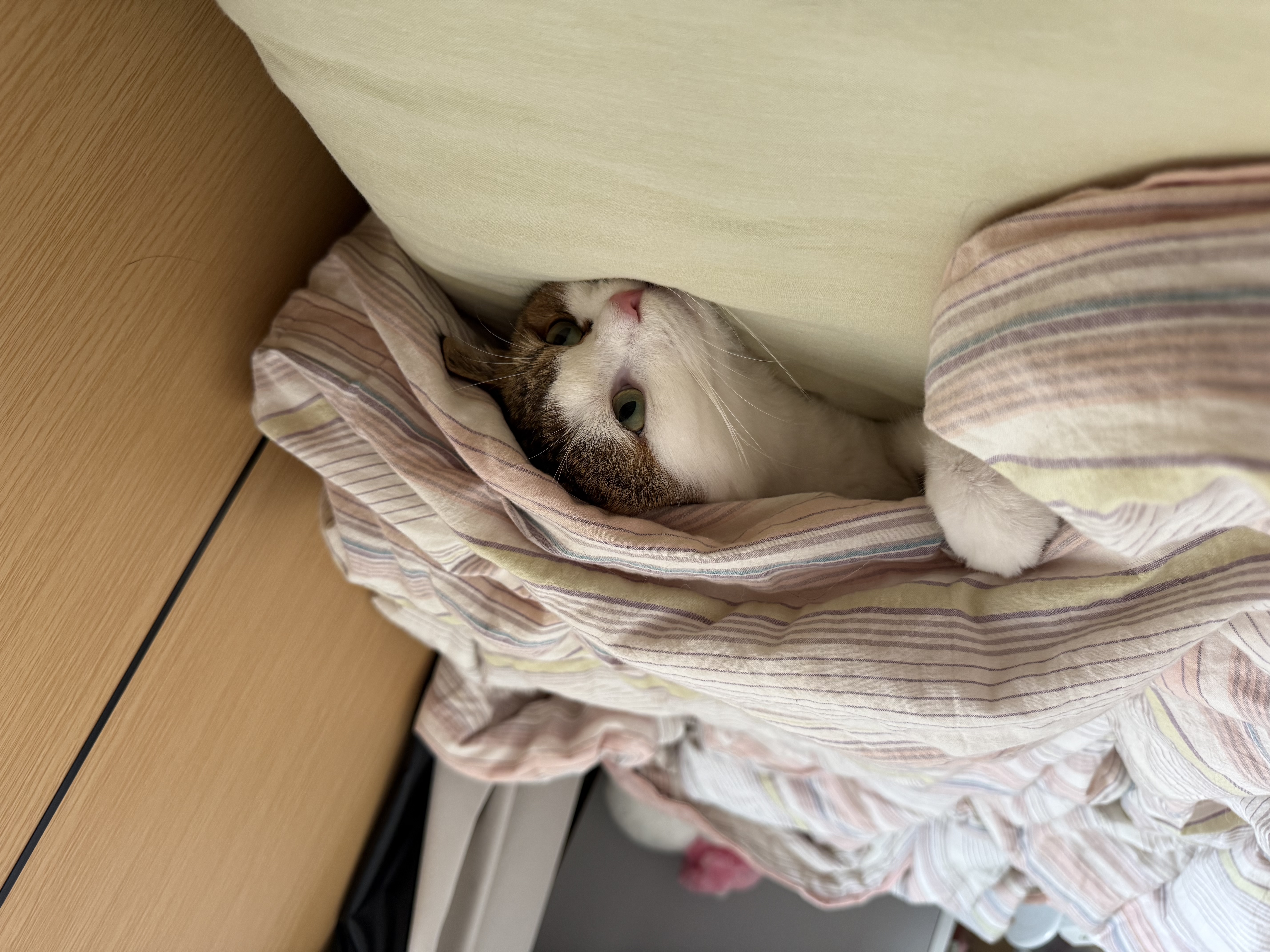 网易严选猫用薄荷饼干宠物幼猫成猫猫咪零食饼干薄荷味 95克 实拍图
