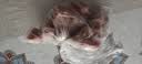 龙大肉食 黑猪肋排块净重4斤 免切排骨块 （含软骨）猪肉生鲜 烧烤食材 实拍图