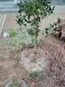 欧博桂花树大树大型庭院原生地栽桂花树苗八月桂金桂四季桂丹桂沉香桂 金桂【原生】 4公分粗【1.5-1.8米左右高】 实拍图