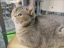 好主人金装好主人猫粮2.0 成猫幼猫蓝猫英短通用全价无谷冻干 【京仓试吃】金装成猫粮400g 实拍图