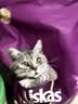 伟嘉猫粮成猫 金装美毛猫粮营养加油站2kg海洋鱼 名目靓毛夹心粮 实拍图