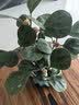开时果 小盼菩提树盆栽带果发货 客厅绿植花卉禅意盆景室内桌面招财植物 冰裂莲花盆+苔藓+底托（带果发货） 小盼菩提（带果发货-含盆植） 实拍图