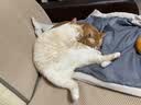 皇家猫粮 成猫猫粮 户外成猫 O30 通用粮 12月以上 4KG 实拍图
