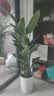 花财主天堂鸟盆栽办公室大型绿植客厅鸭脚木植物家用吸甲醛净化空气好养 7-8天堂鸟1.6-1.7【圆柱盆】 实拍图