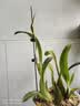 绿盼种兰花干水苔养蝴蝶兰种植专用盆栽园艺土苔藓乌龟爬虫优质垫材 实拍图
