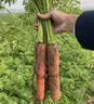 河南新鲜带泥胡萝卜农家水果萝卜应季早餐蔬菜红薯营养减脂食品 胡萝卜1斤带箱 200g+/支 实拍图