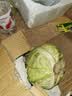 山东寿光新鲜青甘蓝卷心菜新鲜包菜青绿卷心菜手撕包菜爆炒 寿光甘蓝2斤（净重1.8斤） 实拍图