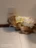PETKIT宠物LED指甲剪 猫咪指甲刀照血线小型宠物指甲钳狗狗指甲剪 【照血线】指甲剪 实拍图