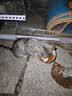美人喵小安心猫粮幼猫1到3月奶糕专用离乳期4到12月全价小猫奶猫幼猫粮 【1-6月】羊奶幼猫粮4斤 实拍图