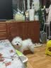 LEGENDSANDY蓝氏狗粮真鲜乳鸽中小型犬泰迪比熊生骨肉冻干鲜肉犬粮1.5kg3斤 实拍图