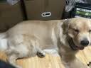伯纳天纯狗粮小型犬中大型犬幼犬成犬全价通用粮四拼冻干鹿肉味10kg/20斤 实拍图