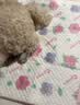 COCOYO春日樱花中型犬印花尿垫宠物训导消臭尿垫狗狗 M号45*60cm/50片 实拍图