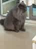 网易严选全价猫粮4.0成幼猫三文鱼亮毛养胃深海鱼虾1.8kg*6袋【宠物金选】 实拍图