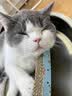 鲜朗低温烘焙猫粮无谷全阶段通用型鲜郎营养高蛋白鸡肉全价猫粮囤货装 烘焙猫粮2kg【单包装】 实拍图